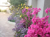 landscaping