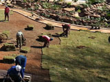 Grass planting